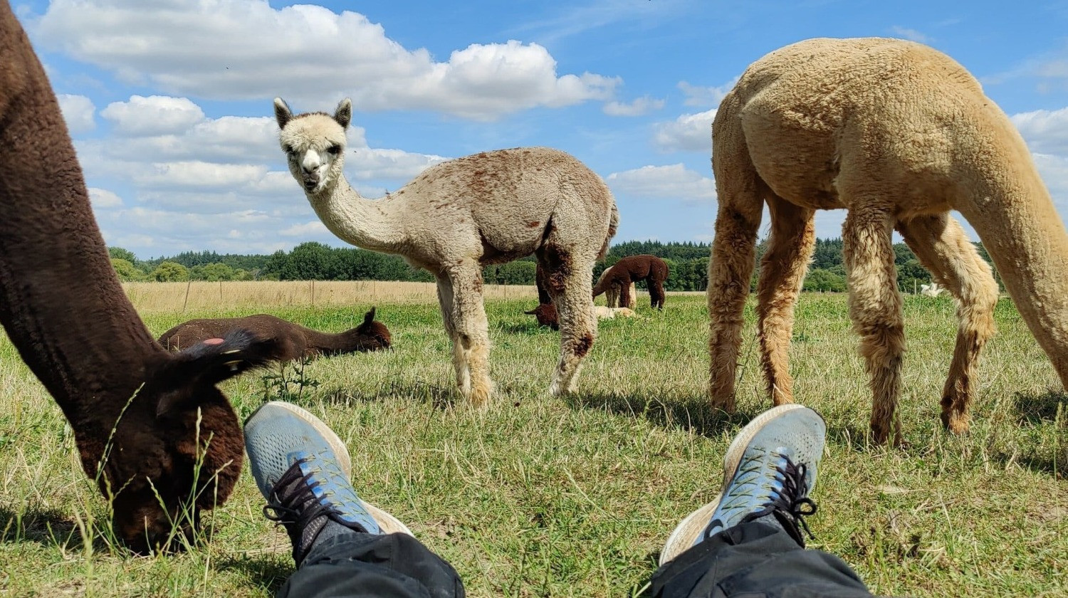 Alpacapark - AlpacaGåtur - Gåtur med alpaca - 3