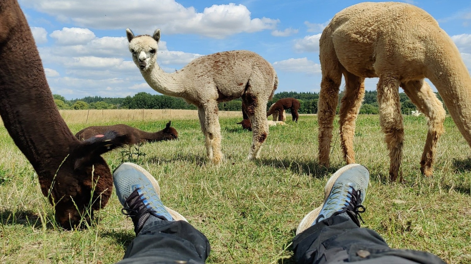 Alpacapark - Overnatning i AlpacaHome - 3