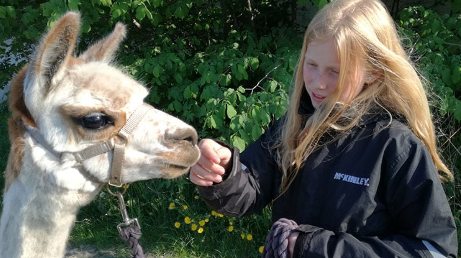 Alpacapark - AlpacaGåtur - Gåtur med alpaca - 2