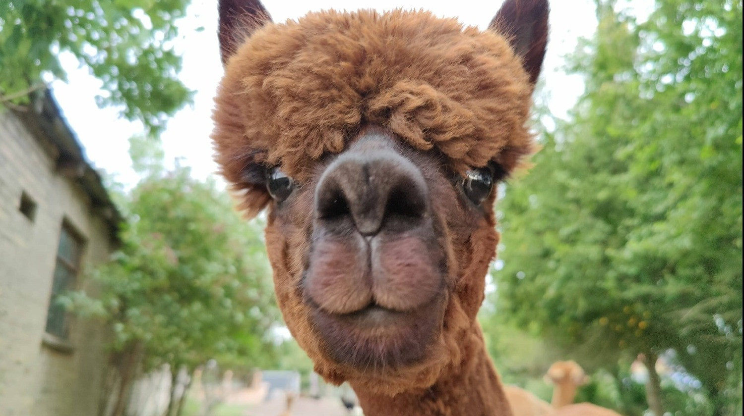 Alpacapark - AlpacaGåtur - Gåtur med alpaca - 4