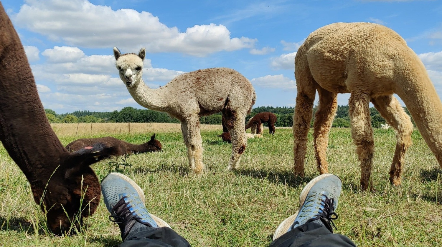 Alpacapark - 1